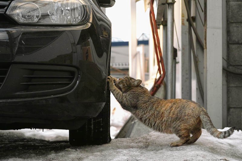 『ゆきねこ』より　（吉田裕吏洋　撮影 / 北海道新聞社）
