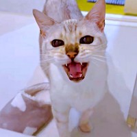 盲目のレオくん。浴室にスリッパを運ぶ姿が話題に（画像提供：久米夏生さん）