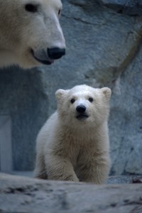 はっきり言わせてもらいます。かなりのイケグマじゃないですか‼（男鹿水族館GAO提供）
