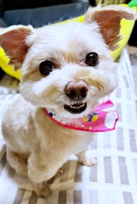 トリミングを終えて美ワン度がさらにアップしたまろちゃん（画像提供：まろこちゃん）