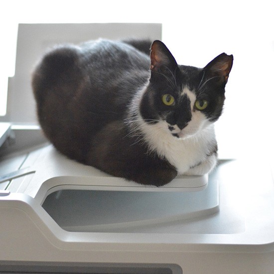 すっかり気にいったコピー機の上で（宏美さん提供）