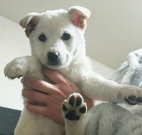 お風呂に入れてもらい、ふわふわになった仔犬