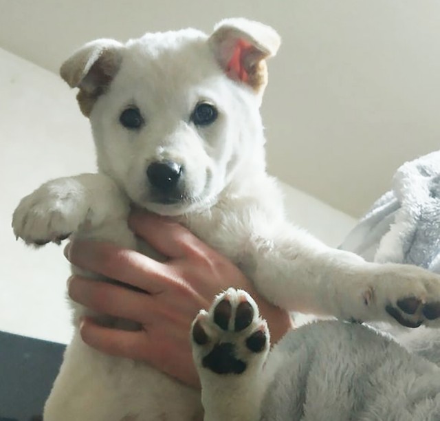 お風呂に入れてもらい、ふわふわになった仔犬
