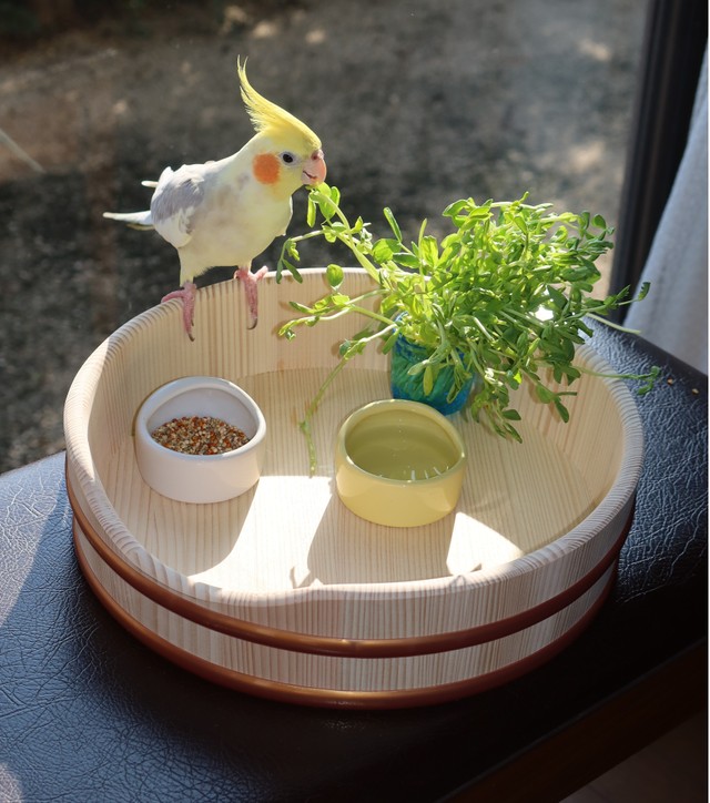 水浴び以外の用途も。木なので滑らず停まりやすそう