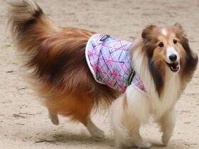 逃走したとき「おやつ！」の言葉で無事捕獲　食いしん坊なシェルティ「クーニィ」