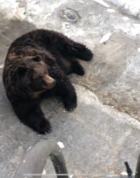 カラスを呆然と見つめるクマ（画像は動画のスクリーンショット）