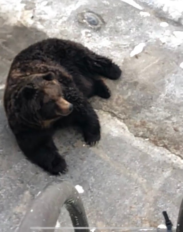 カラスを呆然と見つめるクマ（画像は動画のスクリーンショット）