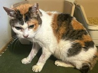 前足の毛が薄くなっているのが気になる三毛猫さん（画像：大日本動物愛護帝国さん）