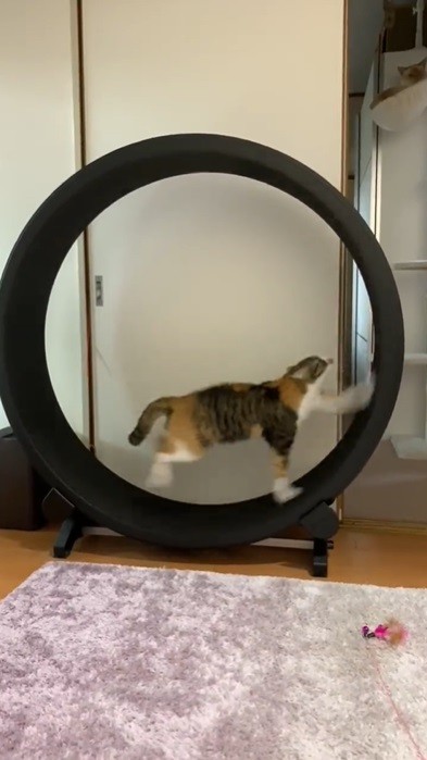 ワンファストキャット 猫用ランニングマシン 正規品