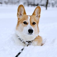 雪が深すぎるときは緊急停止することも！ じっと様子を見るこいたろうくん（画像提供：看板犬こいたろうとtetさん）