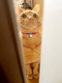 飼い主さんを出迎えてくれるレオちゃん（画像提供：しげぼんさん）