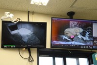 産室のポーラ、屋外放飼場のカイも観察（提供＝仙台市八木山動物公園）