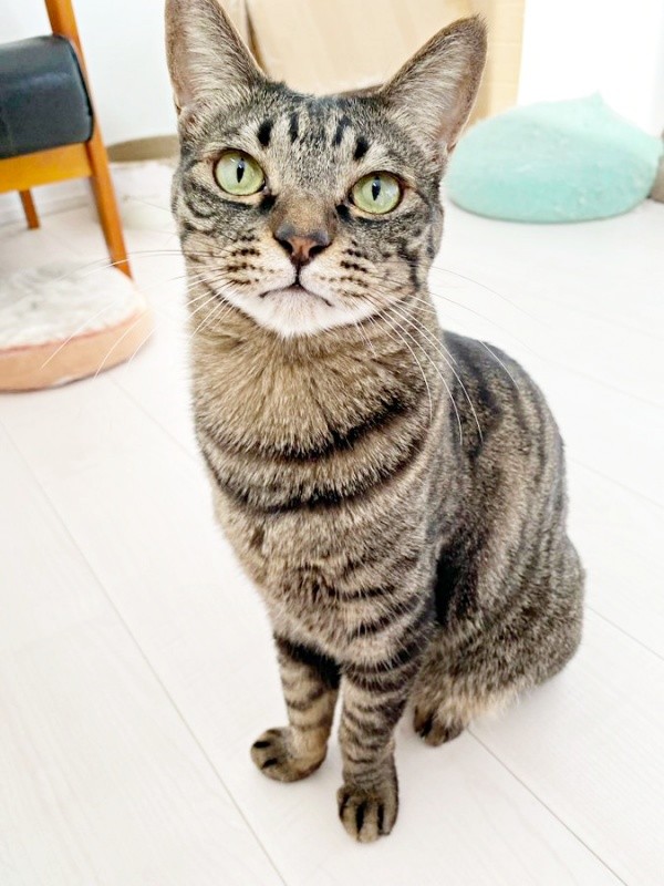 凛々しい顔立ちが素敵なワンダーくん（画像提供：キャットアパートメントコーヒーさん）