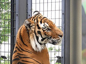 １位は特任園長に！今年もやります、動物園の「総選挙」