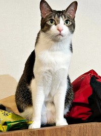 胸元にくっきりハートが浮かんだ睦月さん（画像提供：かわいい睦月さんとくるみさん）