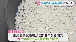 高温に耐える米の新品種の試食会　優良品種登録を目指す　宮城・大崎市