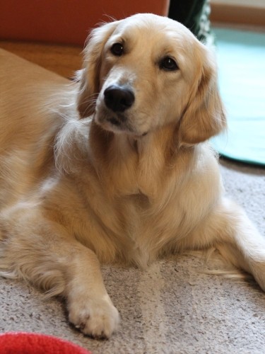 ユーティはいつも家族をよく見ている