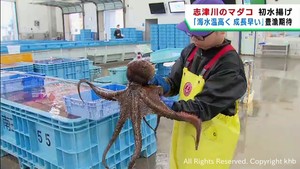 名産のマダコを初水揚げ　豊漁を期待　宮城・南三陸町