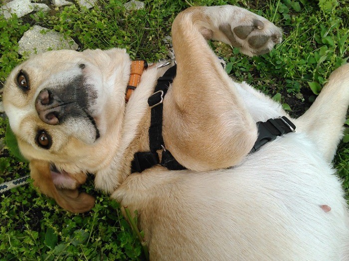 グリーンがお似合い、絵になるでしょう