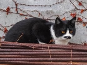 北海道の懐かしい風景と、そこに生きる猫　写真集「かべねこ」