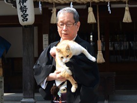 「猫宮司」あいちゃん　神社の境内をパトロールする守り猫