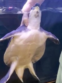 お父さんに甲羅を撫でられて気持ち良さそうなブタバナガメ（画像提供：corokukizさん）