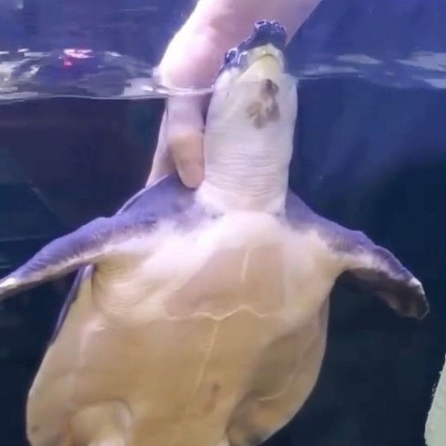 お父さんに甲羅を撫でられて気持ち良さそうなブタバナガメ（画像提供：corokukizさん）