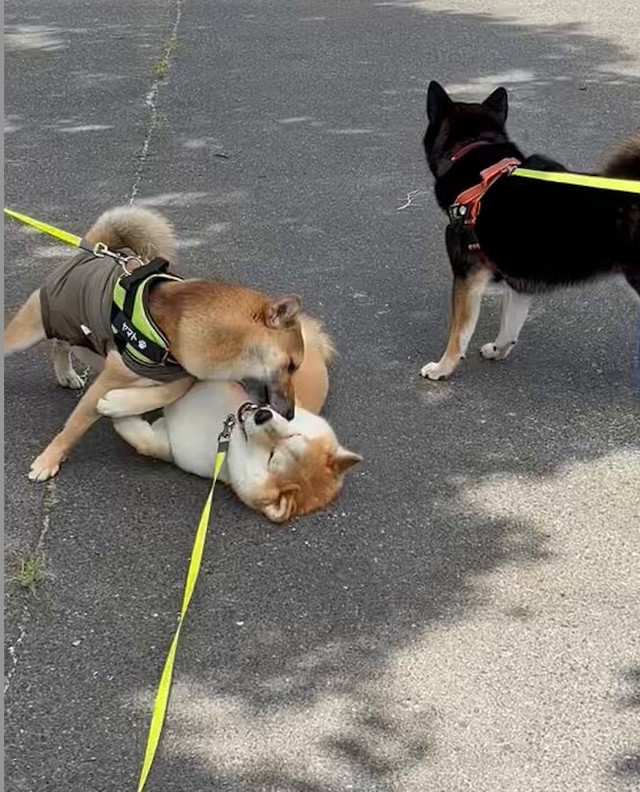 「拒否柴」を発動していた会長くんの顔をペロペロし始めたヤマトくん（左）（動画からキャプチャー／提供：会長さん）