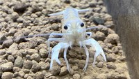 白いアメリカザリガニ　提供：人と科学の未来館サイピア