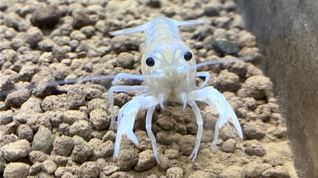 白いアメリカザリガニ　提供：人と科学の未来館サイピア