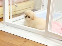 ハウスの中から飼い主さんを見つめるわた坊くん（画像提供：ペキニーズのわた坊さん）