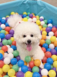 好奇心旺盛なパウロちゃん。飼い主さんとの攻防戦が話題に（画像提供：羊みたいな犬とわたあめ犬さん）
