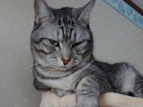 コロナ禍で保護、その翌日に脱走した雑種猫「おにいちゃん」　再会できた奇跡に感謝