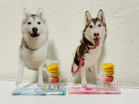 販売中のシルビアちゃんとシャンテちゃんの「アクリルスタンド」。可愛い☆（提供：ハマジさん）