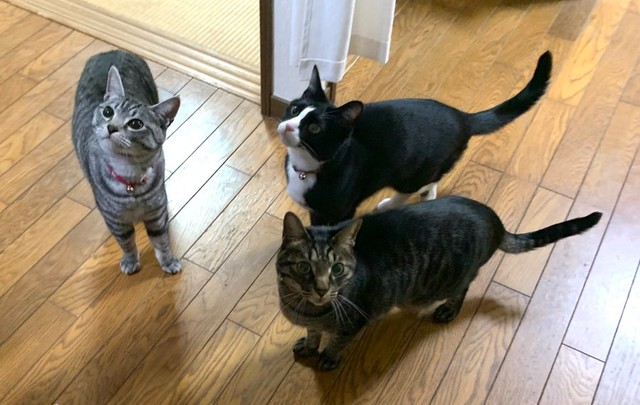 飼い主さんを見上げる （左から）らんちゃん、りぃちゃん、るぅくん（画像提供：もみおさん）