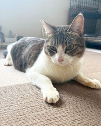 とても優しくデリケートな子。優しい里親さん待っています（「大阪さくらねこの会」さん提供）