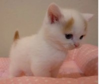 困り眉がかわいい子猫時代のティーちゃん／mayuneko_teaさん提供