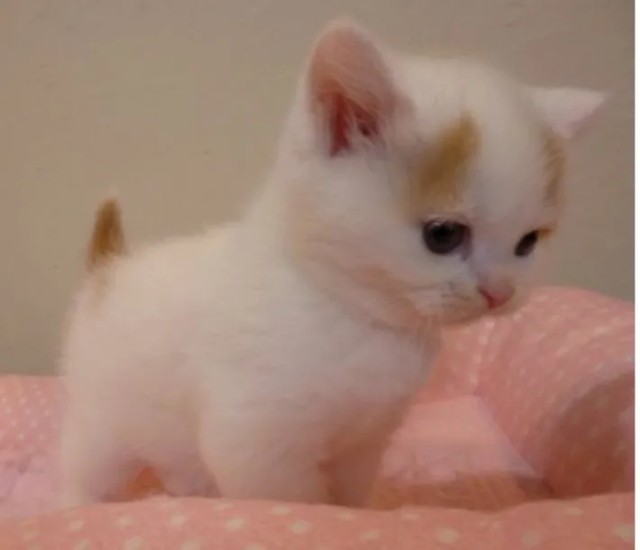 困り眉がかわいい子猫時代のティーちゃん／mayuneko_teaさん提供