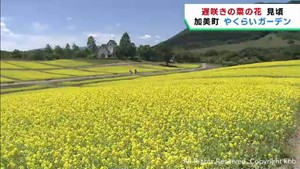 遅咲きの菜の花が見頃　宮城・加美町やくらいガーデン