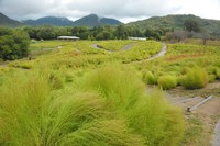 台風15号の影響でコキアが割れる（国営讃岐まんのう公園 9月5日撮影）