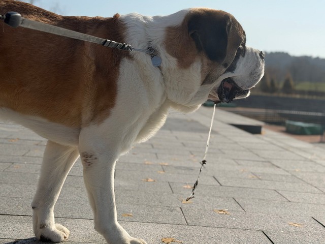 凛々しい横顔…と思いきやヨダレが！？（提供：コマチさん）