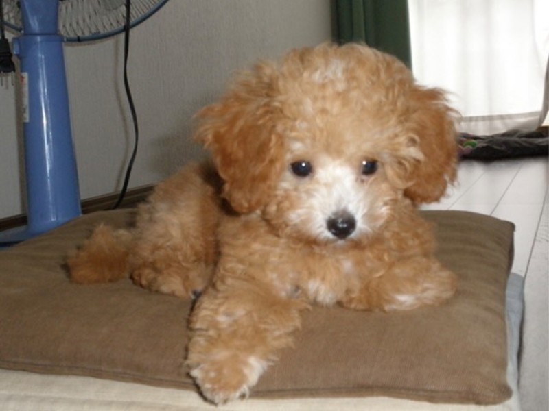 家にきたころの「嵐（らん）」