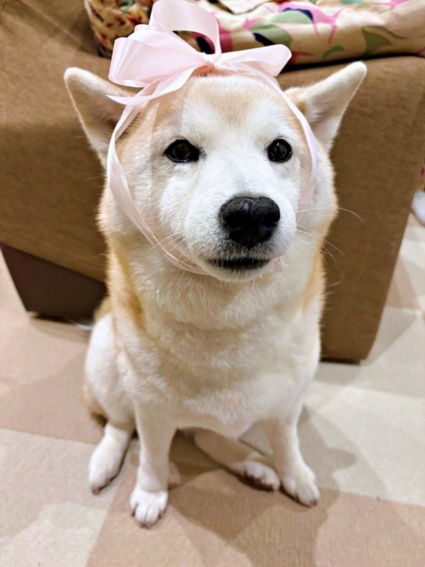 リボンを髪飾りのように結んで付けたモモちゃん（画像提供：柴犬のモモさん）