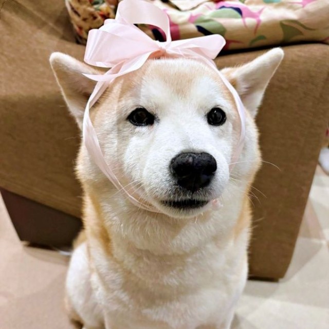 リボンを髪飾りのように結んで付けたモモちゃん（画像提供：柴犬のモモさん）