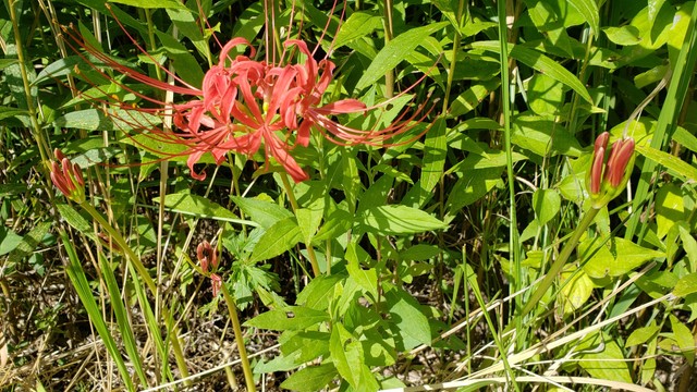 日本の秋の風景「ヒガンバナ」秋の彼岸の頃に咲く花　日本の風景に