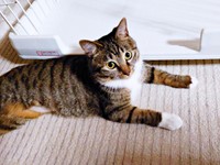 保護当時、飼い主さんを見上げるみとんちゃん（画像提供：しじみとんさん）