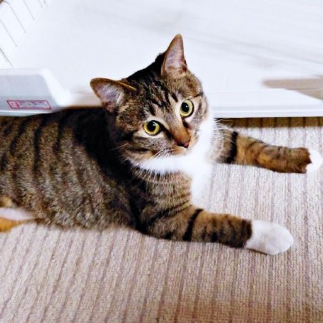 保護当時、飼い主さんを見上げるみとんちゃん（画像提供：しじみとんさん）