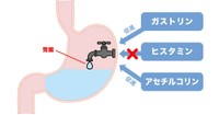 H2ブロッカーの作用　※イメージ図（提供画像）