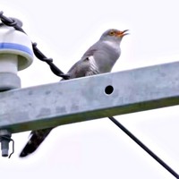 朝3時からカッコウの鳴き声がーー（画像提供：ぼんぼり＠野鳥日和さん）
