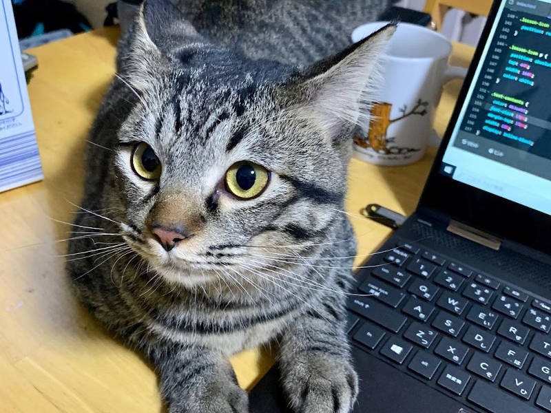 お勉強の邪魔をするように